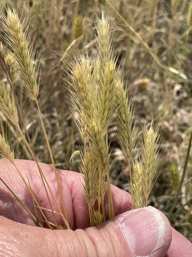 Little barley (Hordeum pusillum)