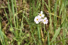 Leptosiphon montanus