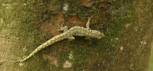 King Dwarf Gecko