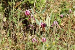 Calochortus amoenus