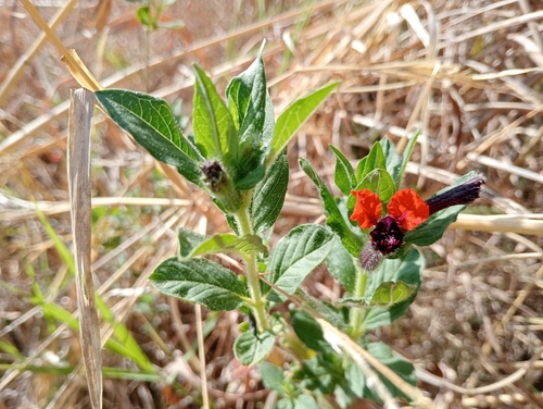 Image of Cuphea llavea by no rights reserved