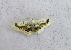 Cyclophora annularia