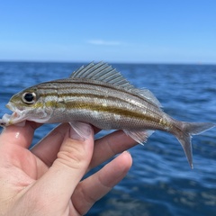 Striped Grunt photo 4