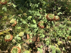 Trifolium reflexum