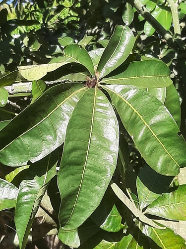 Pachira glabra