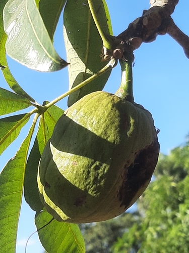 Pachira glabra