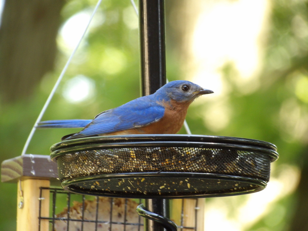 Eastern Bluebird from Buck Run Dr, Columbus, OH, US on June 16, 2024 at ...