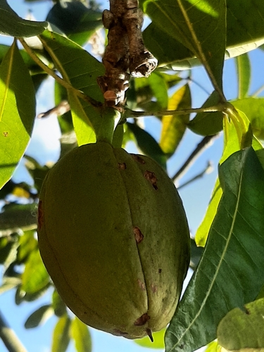 Pachira glabra