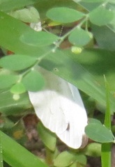 Leptosia alcesta inalcesta