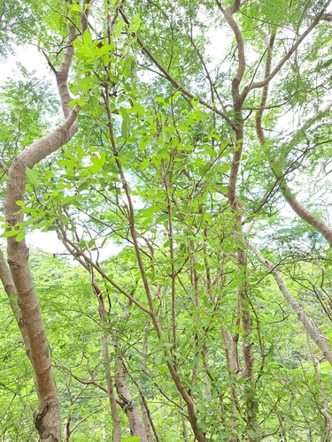 Image of Vitex trifolia by (c) vrxz, some rights reserved (CC BY-SA)