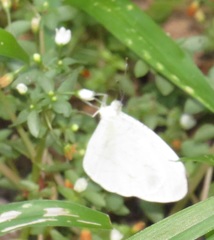 Leptosia alcesta inalcesta