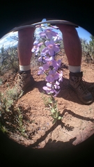 Penstemon osterhoutii