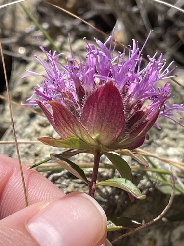 Monardella palmeri