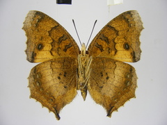 Catacroptera cloanthe cloanthe