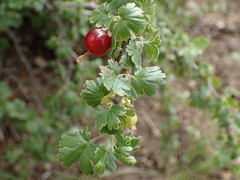 Ribes quercetorum