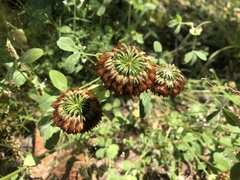 Trifolium reflexum