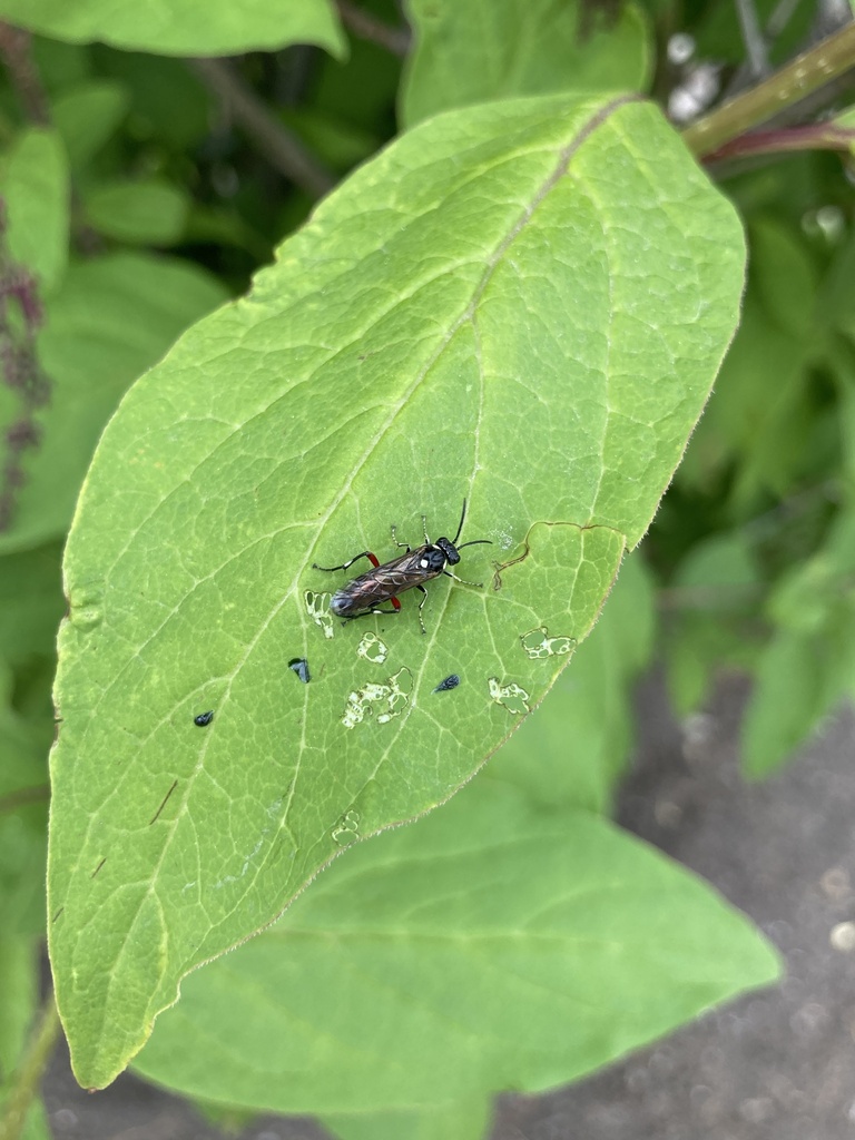 Sawflies, Horntails, and Wood Wasps from Southeast Calgary, Calgary, AB ...