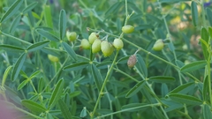 Pediomelum tenuiflorum