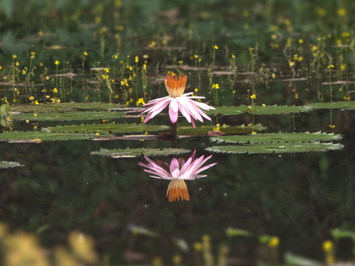 Nymphaea × rosea