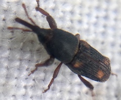Sitophilus