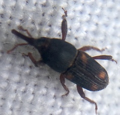 Sitophilus