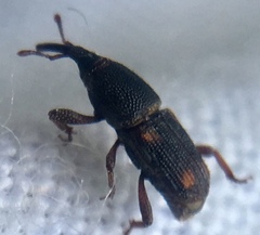 Sitophilus