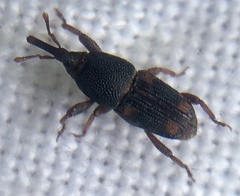 Sitophilus