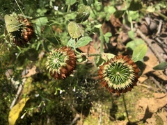 Trifolium reflexum
