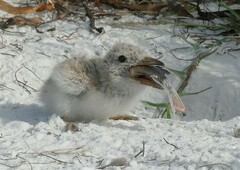 Black Skimmer photo 5
