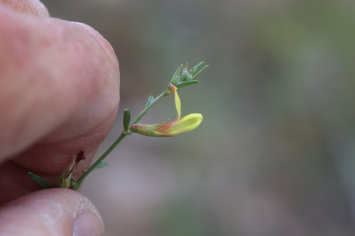 Image of Acmispon wrightii by no rights reserved