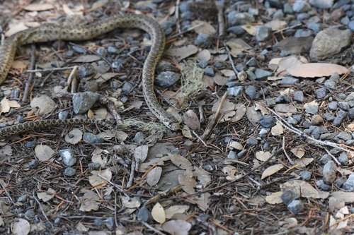 iNaturalist observation photo of Gopher Snake