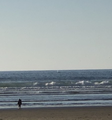 Megaptera novaeangliae