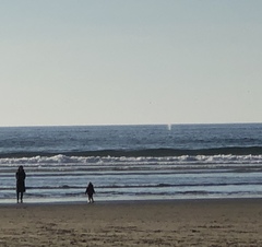 Megaptera novaeangliae