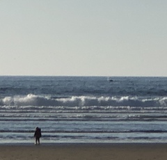 Megaptera novaeangliae