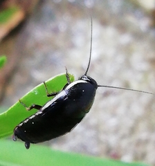 Loboptera