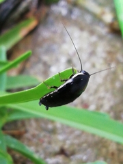 Loboptera