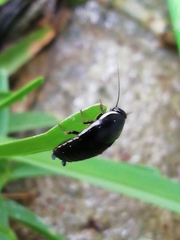 Loboptera