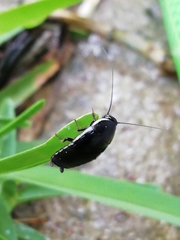 Loboptera