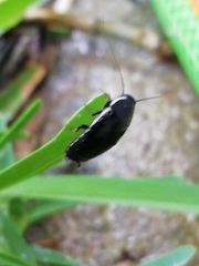 Loboptera