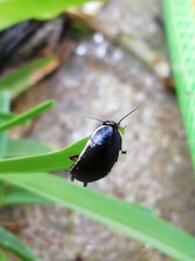 Loboptera