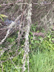 Ramalina subleptocarpha