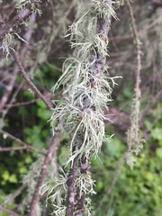 Ramalina subleptocarpha