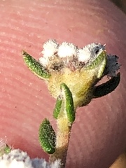 Phylica callosa