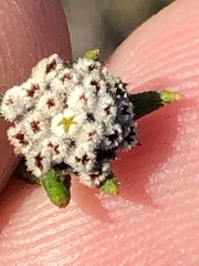 Phylica callosa