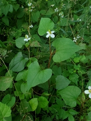 Houttuynia cordata — photo 3
