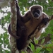 Ecuadorian Mantled Howler Monkey - Photo (c) Ronald Navarrete, some rights reserved (CC BY-NC), uploaded by Ronald Navarrete-Amaya