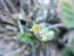 Crassula nemorosa