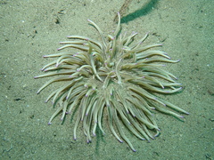 Condylactis aurantiaca