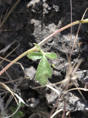 Phacelia vallis-mortae