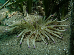 Condylactis aurantiaca